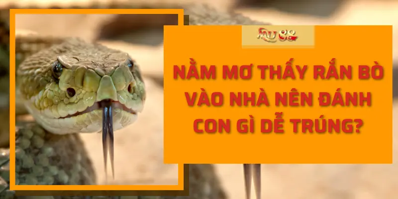 Nằm mơ thấy rắn bò vào nhà nên đánh con gì dễ trúng?